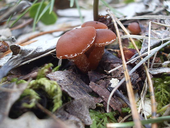 smeťovka zimná Tubaria furfuracea (Pers.) Gillet