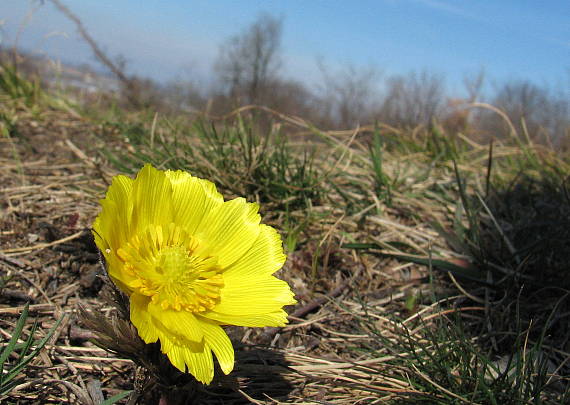 hlaváčik jarný Adonis vernalis L.