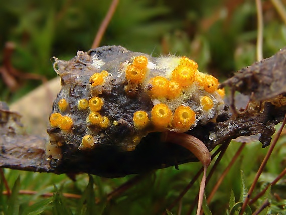 pavučinovka  Arachnopeziza aurelia (Pers.) Fuckel