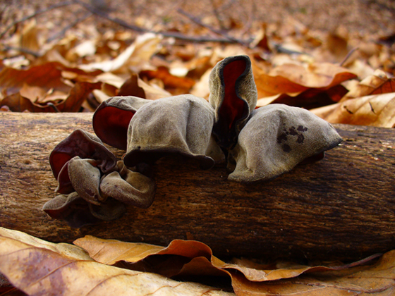 uchovec bazový Auricularia auricula-judae (Bull.) Quél.