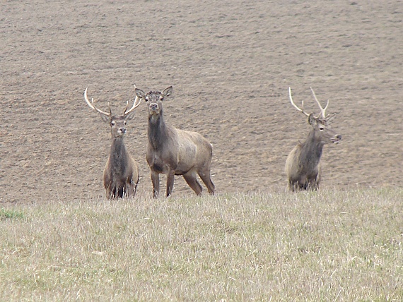 jeleň  Cervus elaphus