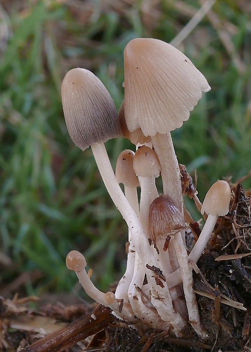 hnojník Coprinellus sp.