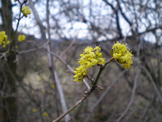 drieň obyčajný Cornus mas L.