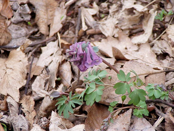 chochlačka plná Corydalis solida (L.) Clairv.