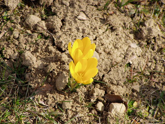 šafrán Crocus sp.