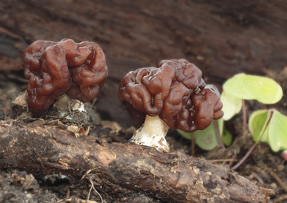 ušiak obyčajný Gyromitra esculenta (Pers.) Fr.