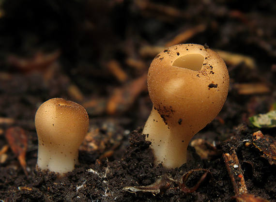 chriapač sosnový  Helvella leucomelaena (Pers.) Nannf.