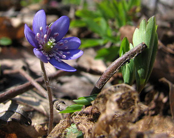 pečeňovník trojlaločný Hepatica nobilis Schreb.