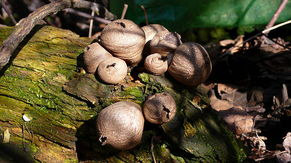 prášnica hruškovitá Lycoperdon pyriforme Schaeff.