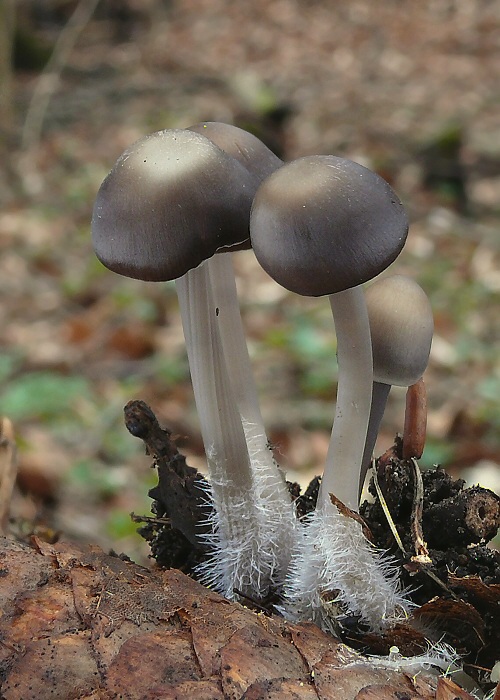 prilbička šišková Mycena strobilicola J. Favre & Kühner