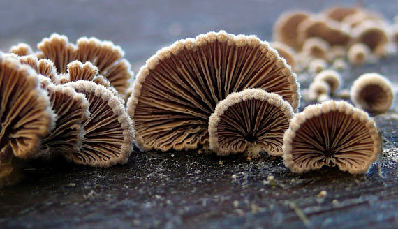 klanolupeňovka obyčajná Schizophyllum commune Fr.