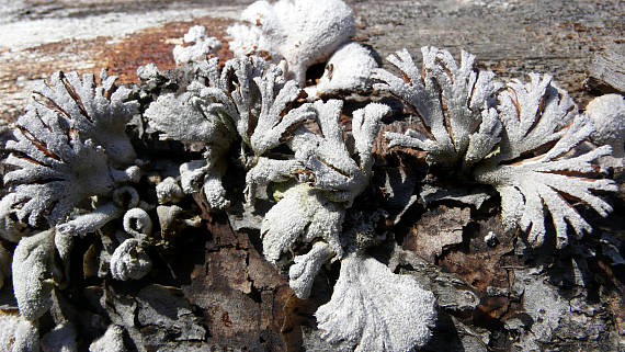 klanolupeňovka obyčajná Schizophyllum commune Fr.