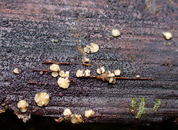 tapézia  Tapesia sp.