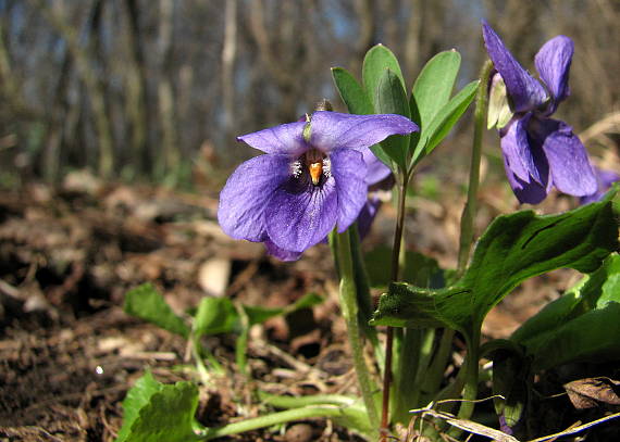 fialka voňavá Viola odorata L.