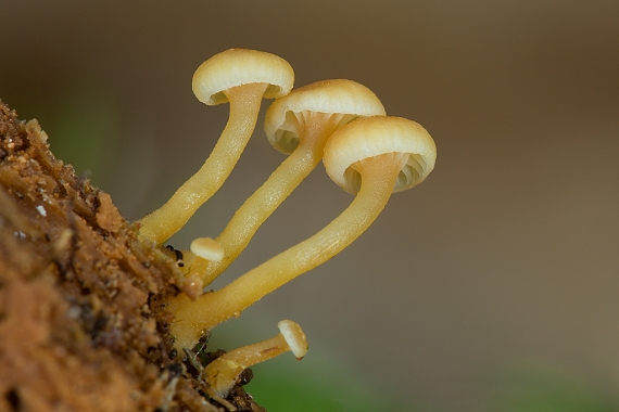 tanečnička zvončekovitá Xeromphalina campanella (Batsch) Maire