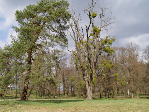 zámocký park v Bieli