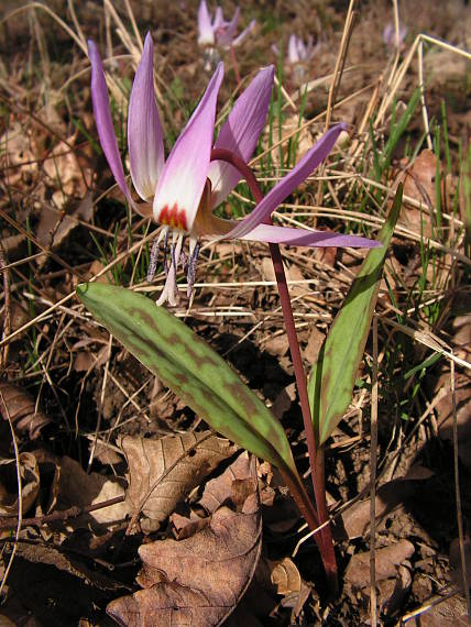 kandík psí Erythronium dens-canis L.