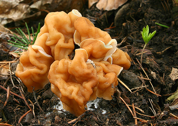 ušiak obrovský Gyromitra gigas (Krombh.) Cooke