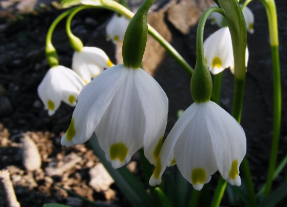 bleduľa jarná karpatská Leucojum vernum subsp. carpaticum (Spring) O. Schwarz