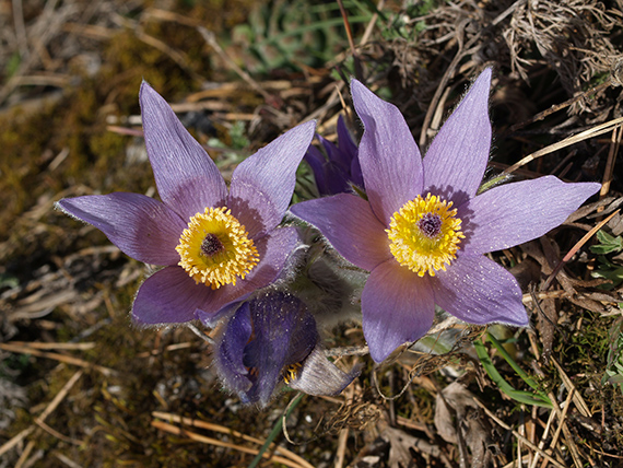 poniklec slovenský Pulsatilla slavica Reuss