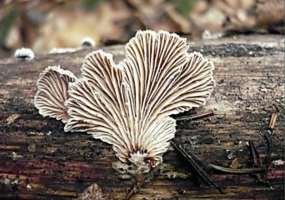 klanolupeňovka obyčajná Schizophyllum commune Fr.