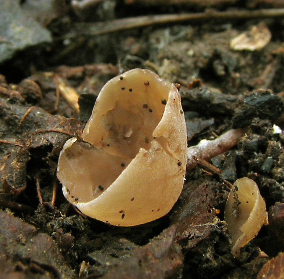 jahňadka liesková Ciboria coryli (Schellenb.) N.F. Buchw.