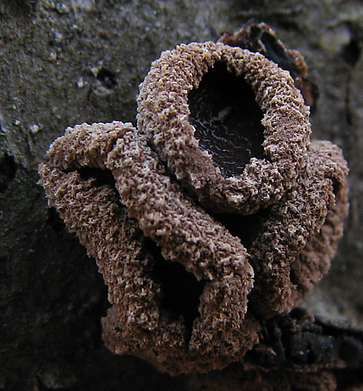 dutinovka otrubnatá Encoelia furfuracea (Roth) P. Karst.