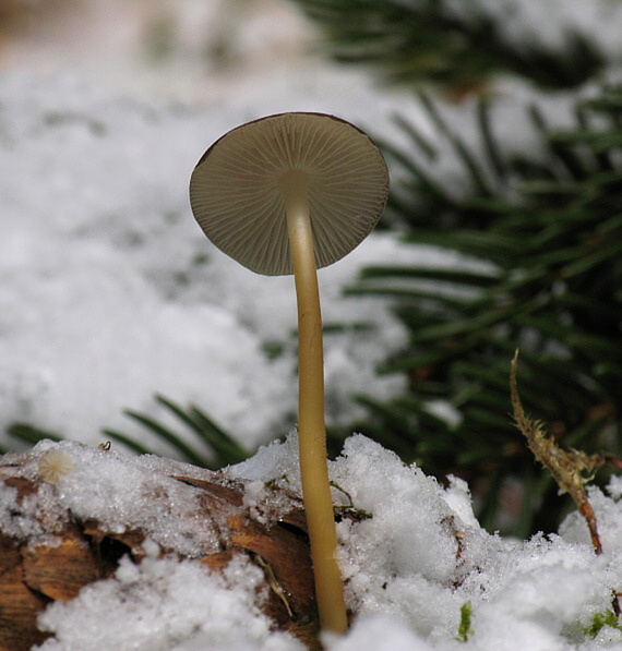 peniazočka smreková. Strobilurus esculentus (Wulfen) Singer