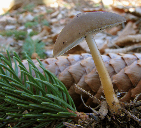 peniazočka smreková Strobilurus esculentus (Wulfen) Singer