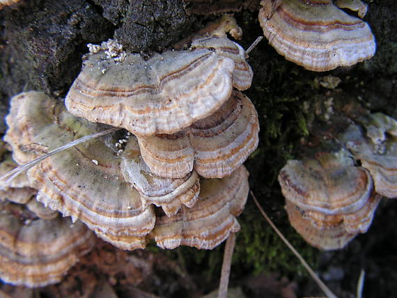 trúdnikovec pestrý Trametes versicolor (L.) Lloyd