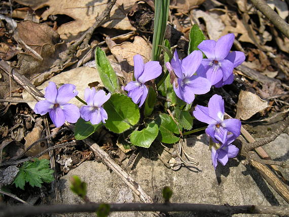 fialôčka akási Viola sp.