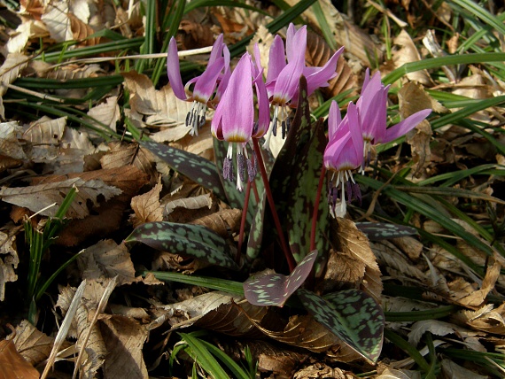 kandík psí Erythronium dens-canis L.