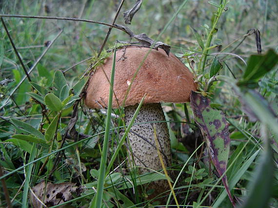 kozák osikový? Leccinum albostipitatum den Bakker & Noordel.