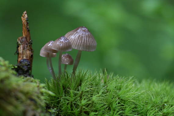 prilbička Mycena sp.