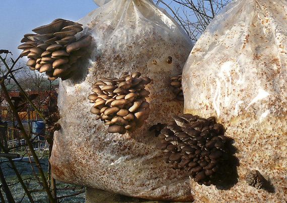 hliva ustricovitá Pleurotus ostreatus (Jacq.) P. Kumm.