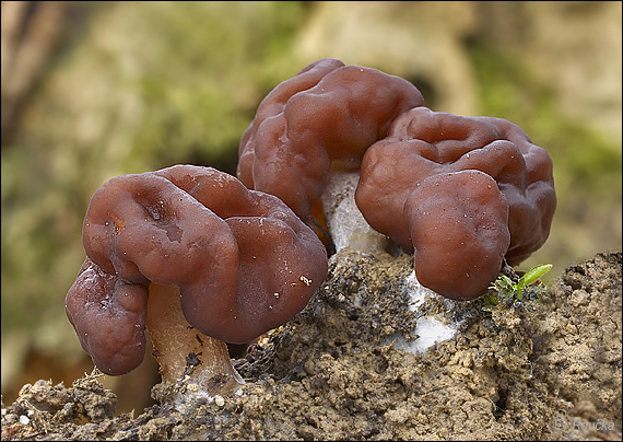 ušiak obyčajný Gyromitra esculenta (Pers.) Fr.