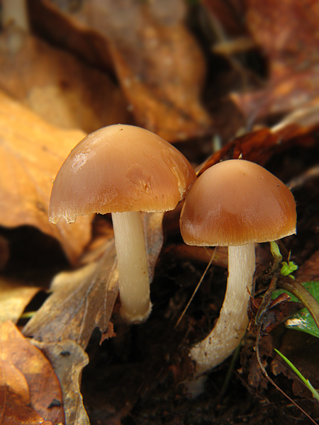 drobuľka   Psathyrella sp.