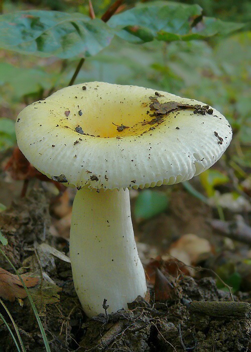 plávka slnečná Russula solaris Ferd. & Winge