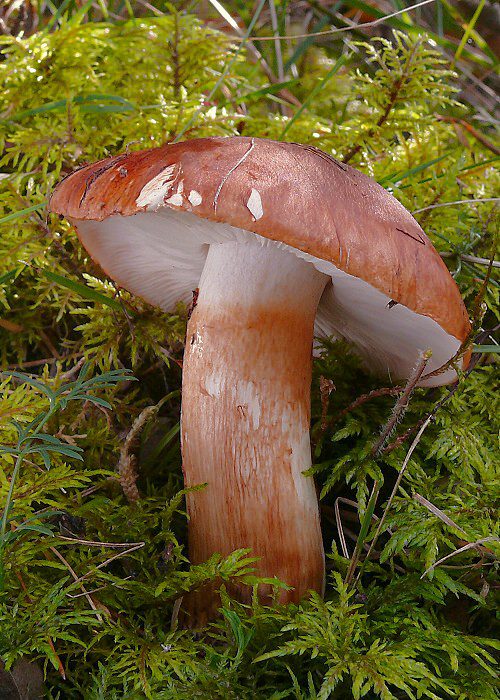 čírovka prstencová Tricholoma batschii Gulden