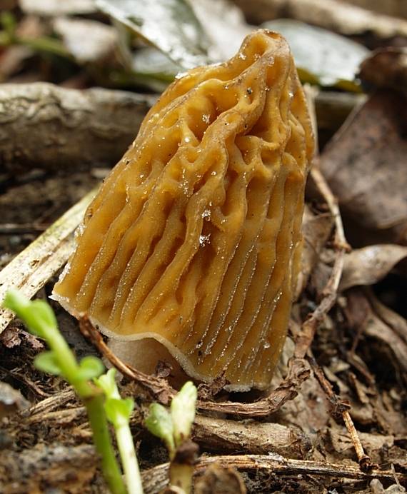 smrčkovec český Verpa bohemica (Krombh.) J. Schröt.