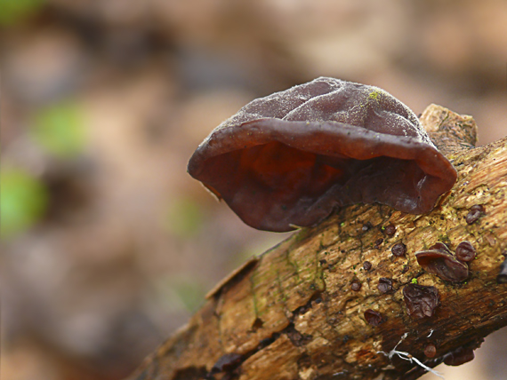 uchovec bazový Auricularia auricula-judae (Bull.) Quél.