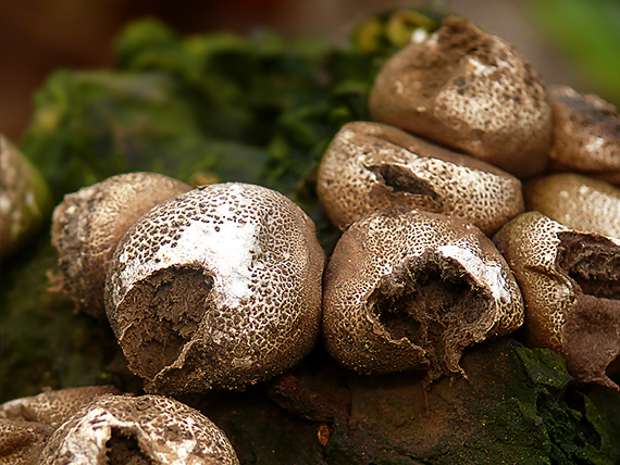 prášnica Lycoperdon sp.