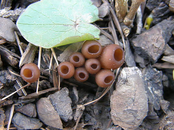 hľuznatka  Sclerotinia ficariae Rehm