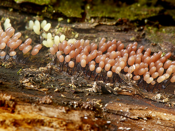 slizovka Comatricha nigra (Pers.) J. Schröt.