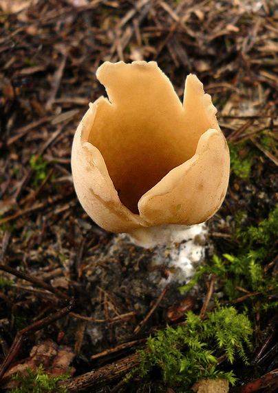 chriapač sosnový Helvella leucomelaena (Pers.) Nannf.