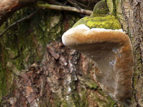 ohňovec obyčajný Phellinus igniarius (L.) Quél.