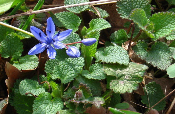 scila dvojlistá Scilla bifolia agg. L.