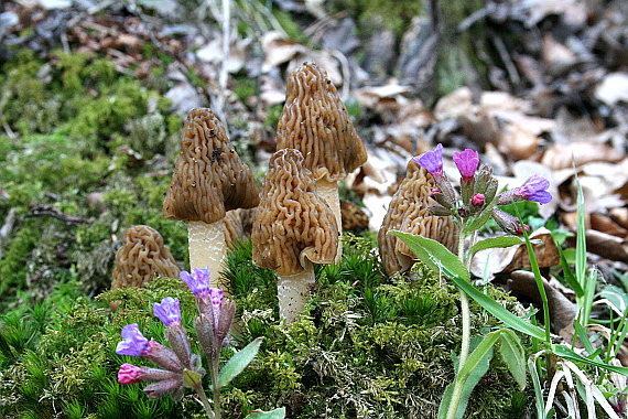 smrčkovec český Verpa bohemica (Krombh.) J. Schröt.