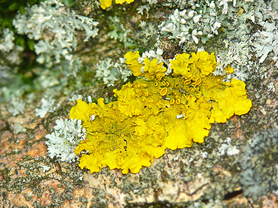 xanthoria parietina + parmelia ?