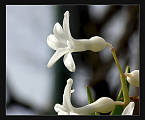 hyacint biely